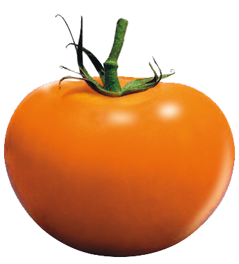 tomatelud2